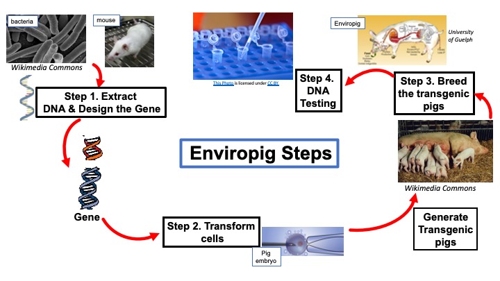 genetic engineering steps for Enviropig